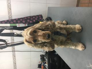 Maisacher Hundesalon