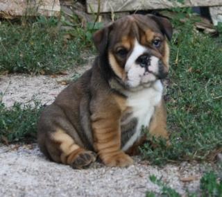 Englisch Bulldoggen welpen