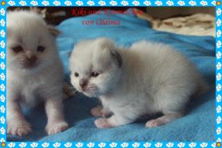 Wir haben Heilige Birma Babys mit Stammbaum