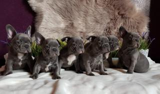 Französische Bulldogge Welpe Rüde sucht schönes Zuhaua