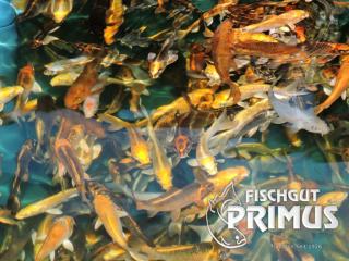 10 Koi - Happy Sunshine Paket - Größe 15-18 cm