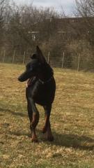 Dobermann geb im august 2021 kupiert rüde
