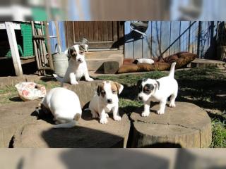 Reinrassige Jack Russell Welpen