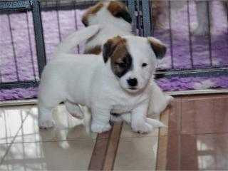 Süße Jack Russell Hündin in liebevolle Hände abzugeben