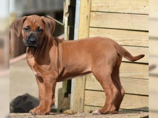 Rhodesian Ridgeback Welpen mit Papiere