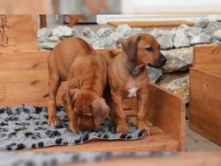 Rhodesian Ridgeback Welpen