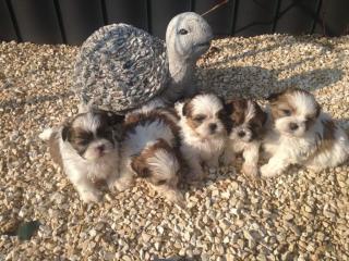 Shih Tzu Welpen suchen ein liebevolles neues Zuhause