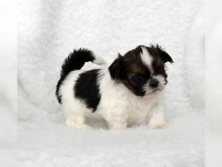 Zuckersüßer reinrassige Shih Tzu Welpen