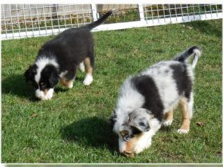 Australian Shepherd Welpen mit Papieren