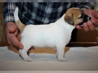 Parson Jack Russell Terrier Welpen