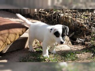 Reinrassige Jack Russell Welpen o. Pap. aus liebevoller Aufzucht