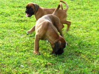 Rhodesian Ridgeback Welpen mit Papieren
