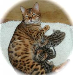 Reinrassige Bengalkitten mit Papieren,