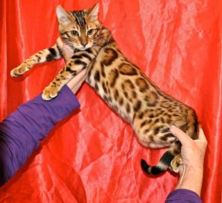 Super schöne Bengal und savannah Babys mit Rosetten