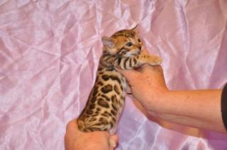 Wunderschöne rossetted Bengal Babies suchen ein neues zu Hause