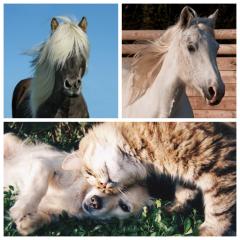 Tierkommunikation und CranioSacrale Körperarbeit