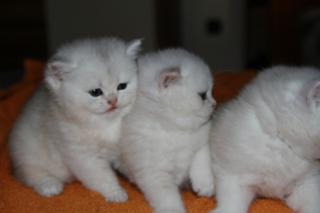 Wunderschöne BKH Kitten zu verkaufen