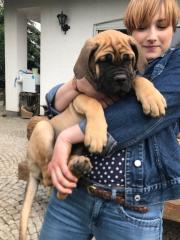 Romaner Antikdoggen Welpe sucht neues zu Hauses.