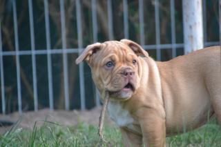 New Englisch Bulldog