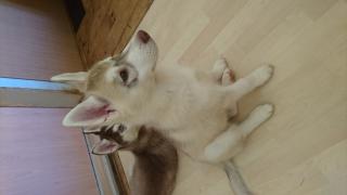 Siberian Husky Welpe