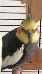 Leonidas entflogen