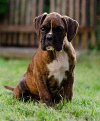 Reinrassige deutsche Boxerwelpen