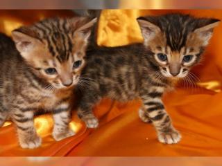 Reinrassige Bengal Kitten mit Stammbaum