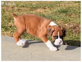 Wunderschöne Boxer Welpen