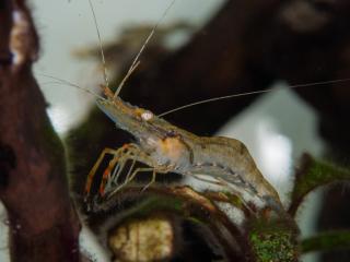 10 Stück Ringelhandgarnele, Macrobrachium assamense