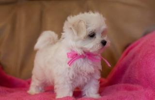 VERYY TINY TEACUP MALTESE WELPEN JETZT VERFÜGBAR