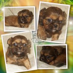 Shih Tzu Welpen mit Ahnentafel