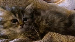 12 Wochen alter Perserkater, kerngesund, bildschön und freiatmend