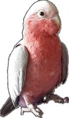 Vogel, Kakadu, Rosakakadu Eclophus roseicapillus in Hanau entflogen