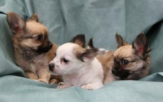 Chihuahua Welpen Langhaar