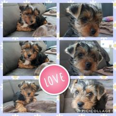 2 Yorkshire Terrier Welpen Mädels suchen kuschliges Zuhause