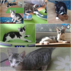 4 Katzen Babys aus Handaufzucht suchen liebevolles Zuhause
