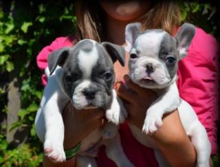 Zwei Französische Bulldogge Rüden schweren Herzens abzugeben