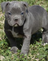 Gesund Traumhafte Blueline Pitbull Welpen