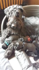 Ab dem 1. 9. 2021 suchen die Welpen eine neue, tierliebe Familie