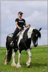 Tinker Stute