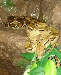 0. 1 Boa constrictor imperator Motley Nominat poss. Jungle