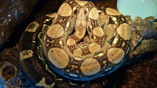 0. 1 Boa constrictor imperator poss. het Albino/Sunglow