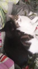 2 liebe Hauskatzen suchen neues Zuhause