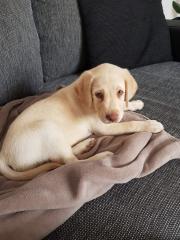 Nur noch 1 reinrassiger Labradorwelpe