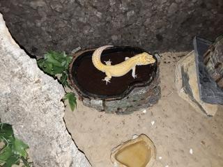 Terrarien mit leopardgecko und zubehör
