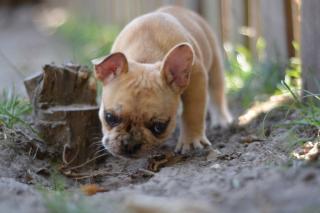 Französische Bulldoggen Welpen Cream, Fawn, Brindle