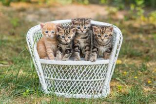 Wunderschöne Bengal-Perser Kitten