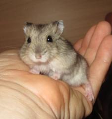 Zutrauliche Dsungarische Zwerghamster-Babies vom Hamster-Zauber NÖ