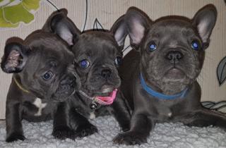 Super Süßer kleiner Französische Bulldogge Rüde Braun/Schwarz