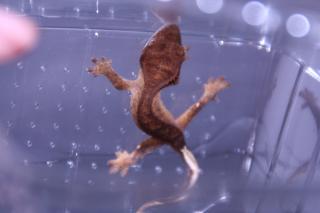 0. 0. 1 Kronengecko Correlophus ciliatus
